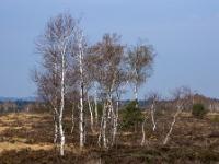 Birkenansammlung im Moor